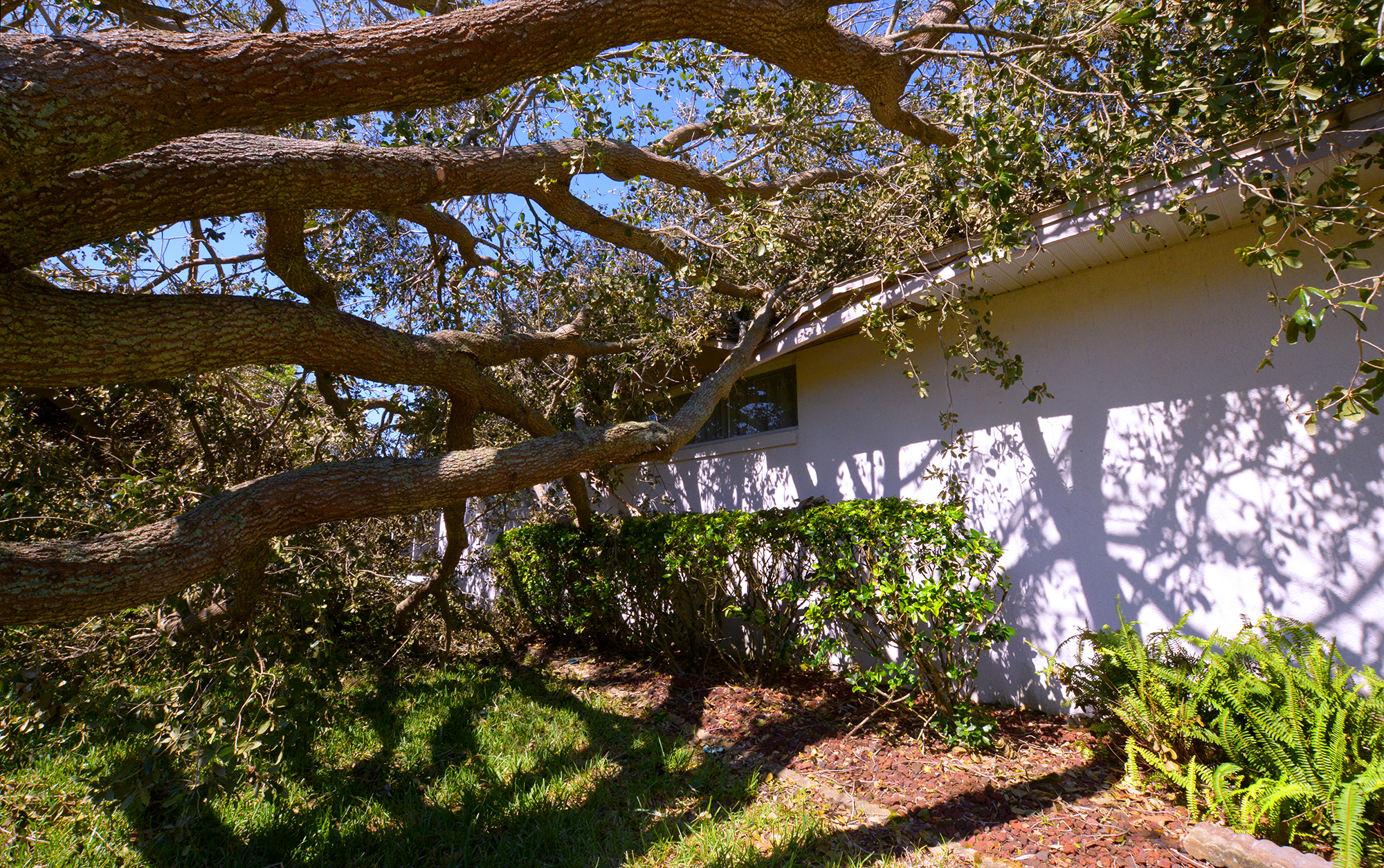 A photograph of a large tree leaning on a house.
